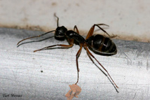 dedetização-de-formigas